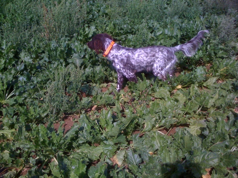 TR. CH. Filty du bois de Berny