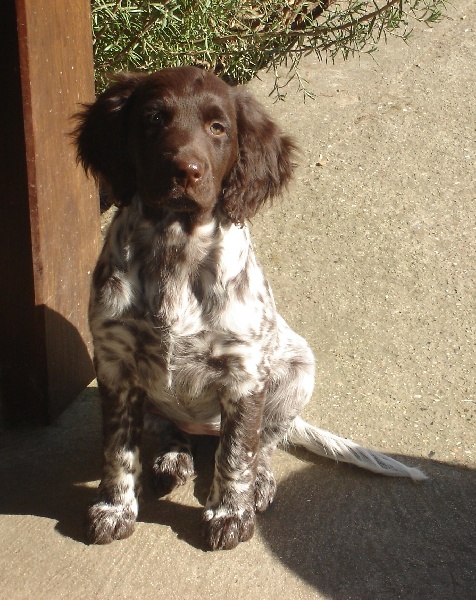 TR. CH. Filty du bois de Berny