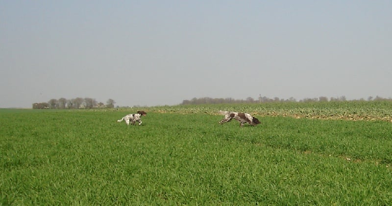 TR. CH. Filty du bois de Berny