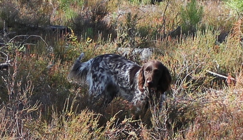 TR. CH. Filty du bois de Berny