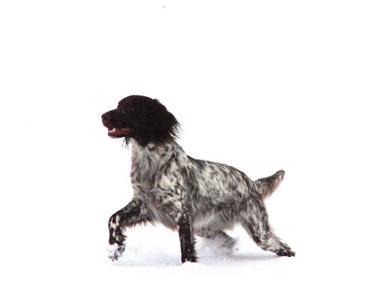 TR. CH. Filty du bois de Berny