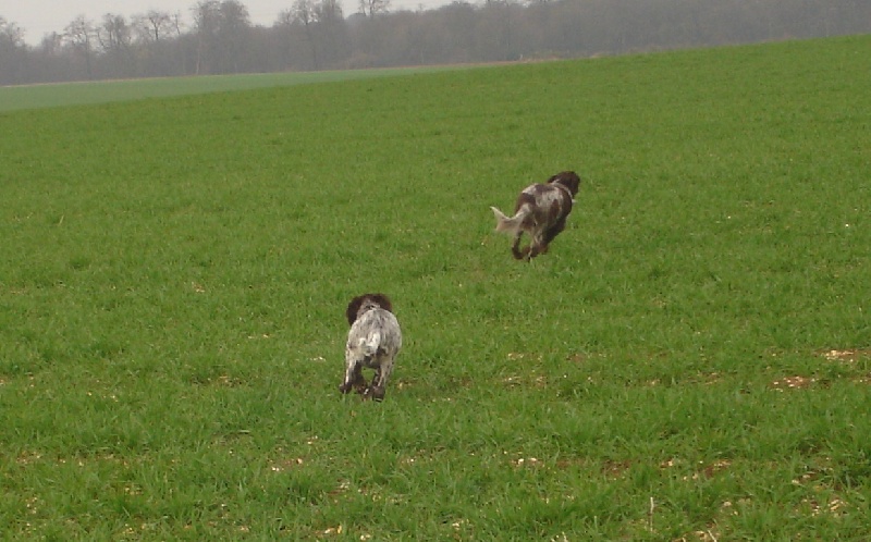 TR. CH. Filty du bois de Berny