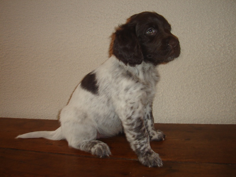 TR. CH. Filty du bois de Berny