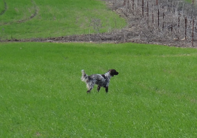 TR. CH. Filty du bois de Berny - FTP : 2ème Exc