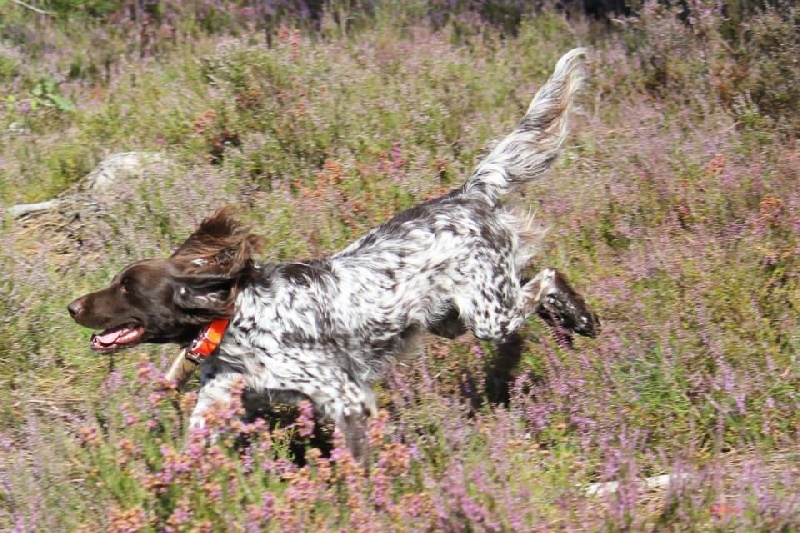 TR. CH. Filty du bois de Berny - Exc