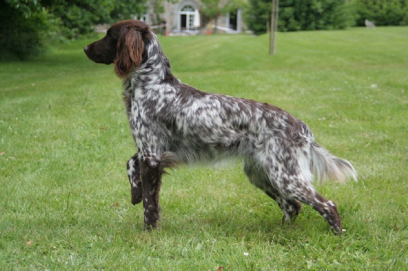 TR. CH. Filty du bois de Berny - Classe Travail : 1er Exc CACS-CACIB.Championne de France 2014