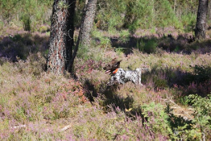 TR. CH. Filty du bois de Berny - 3ème Exc