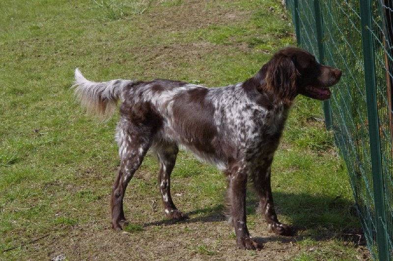 TR. CH. Anthéa des grandes voivres - Classe Vétéran : 1ère Exc