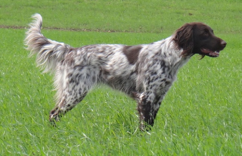 TR. CH. Filty du bois de Berny - FTP : RCACT