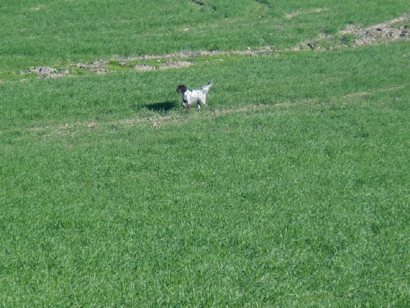 TR. CH. Filty du bois de Berny - FTP : 2 ème Exc