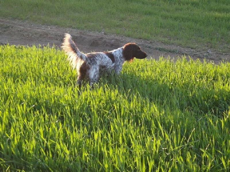 TR. CH. Filty du bois de Berny - FTP : 2 ème Exc