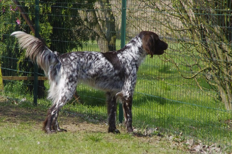 TR. CH. Filty du bois de Berny - Classe Champion : 1ère Exc