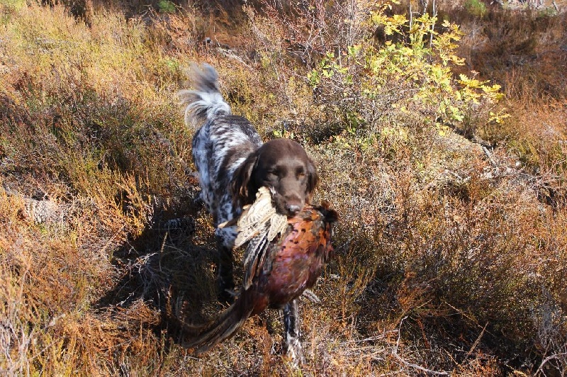 TR. CH. Filty du bois de Berny - 2ème Exc RCACT