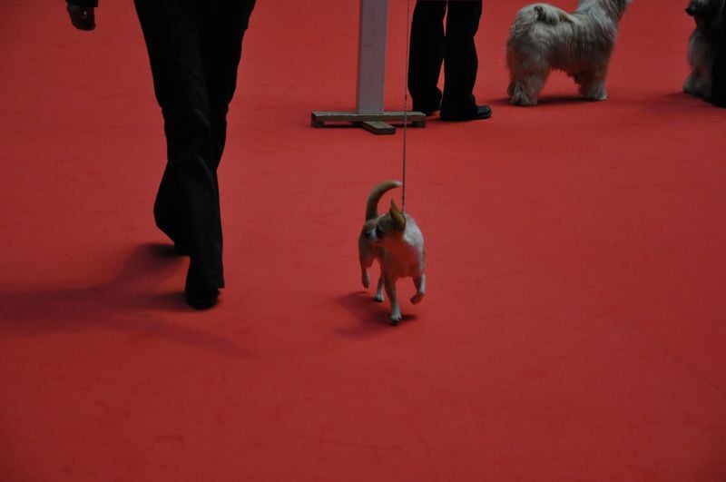 Fortuné des Mini Pouces