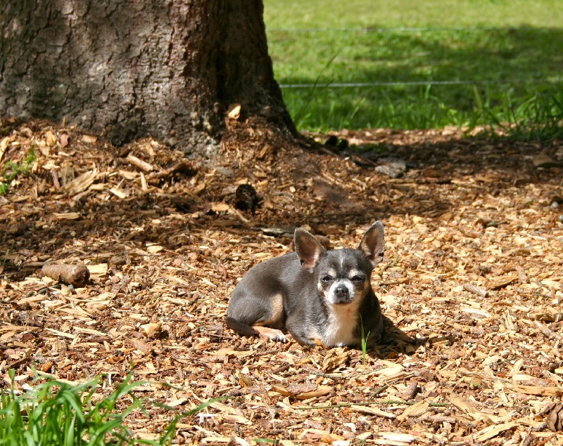 Publication : des Disciples de Yoda