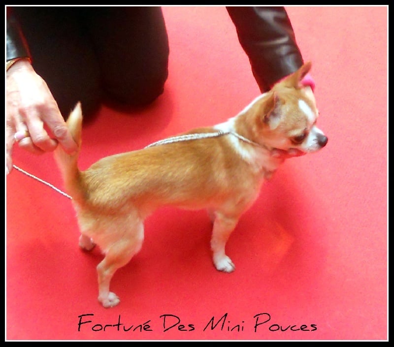 Fortuné des Mini Pouces