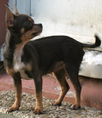 Publication : des Disciples de Yoda