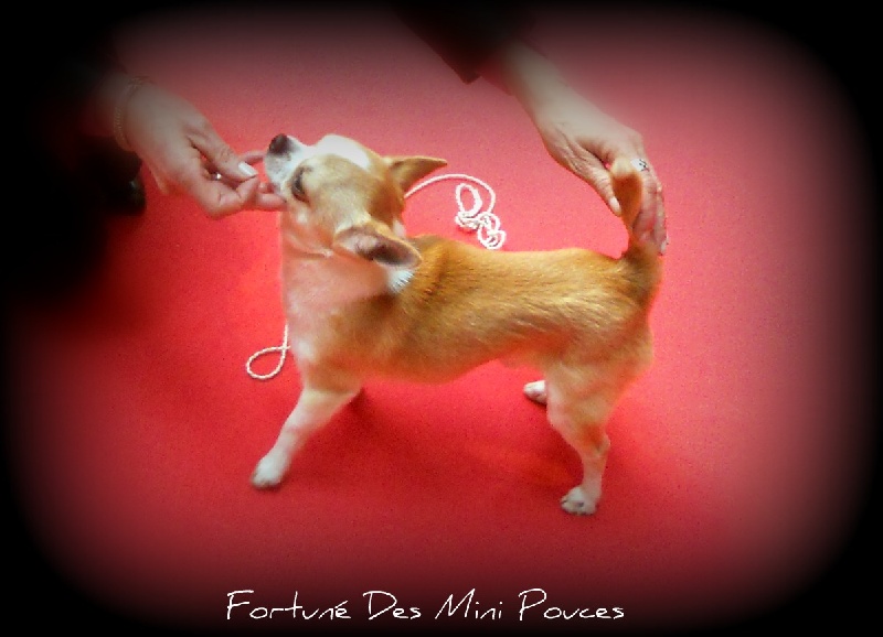Fortuné des Mini Pouces