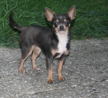 Publication : des Disciples de Yoda