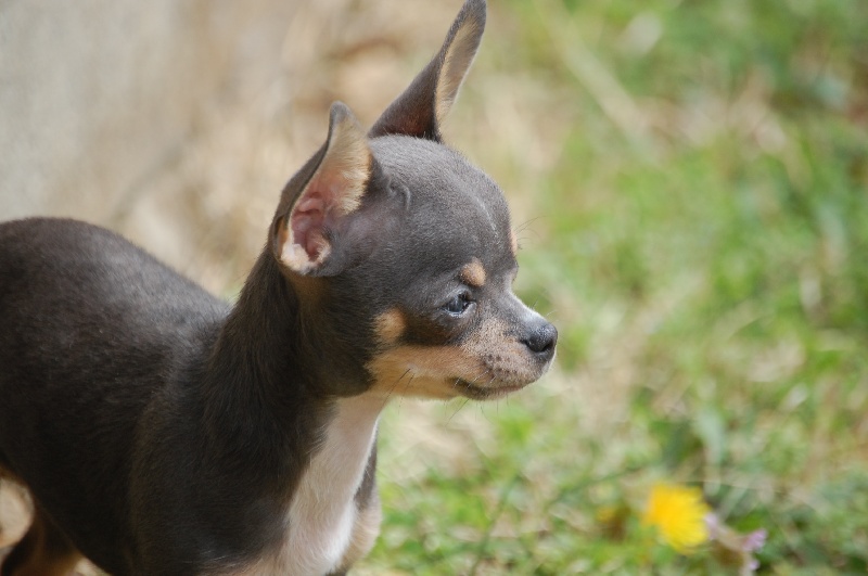 Publication : des Disciples de Yoda