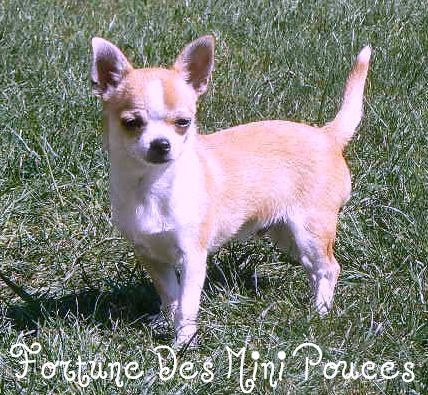 Fortuné des Mini Pouces