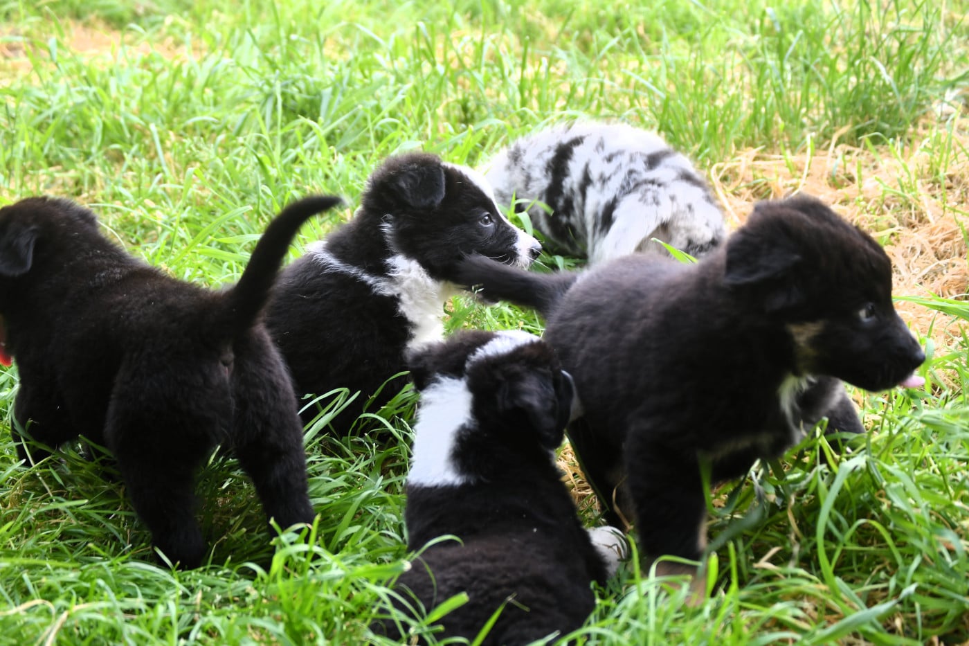 Chiot Berger Australien