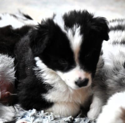 Les chiots de Berger Australien