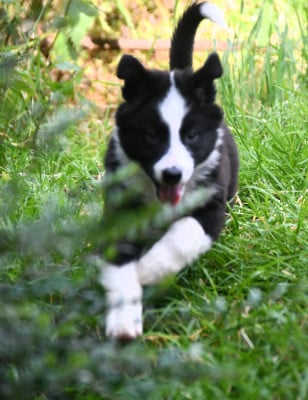 Les chiots de Berger Australien