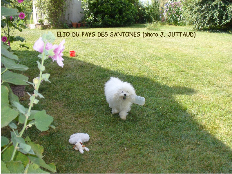CH. Elio du pays des santones