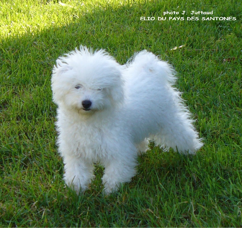 CH. Elio du pays des santones