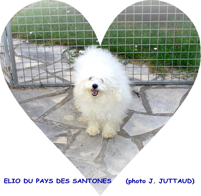 CH. Elio du pays des santones