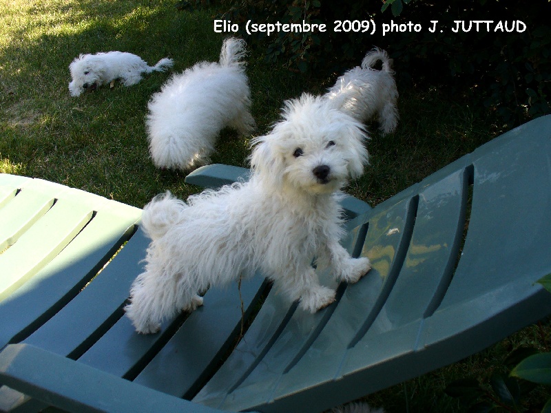 CH. Elio du pays des santones