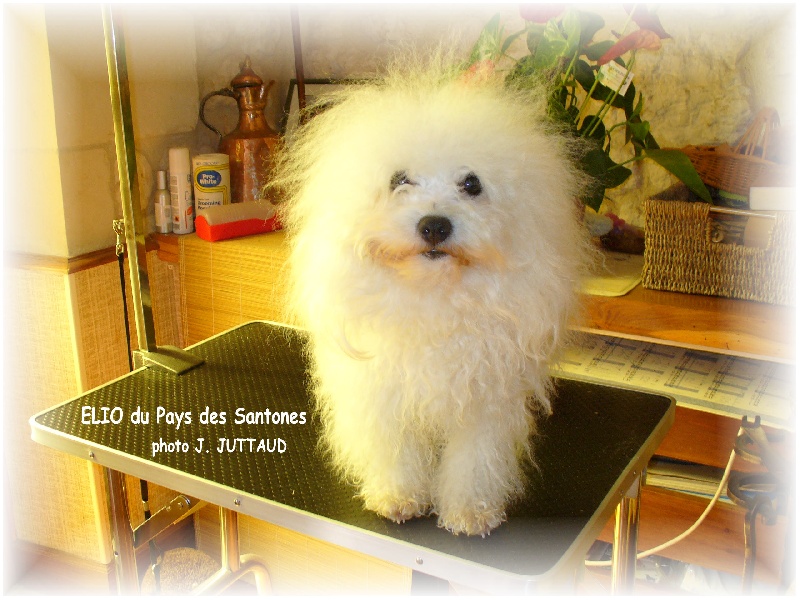 CH. Elio du pays des santones