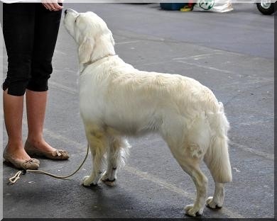 Sweet loving heart Dream of deep angel - 2 ème Excellent