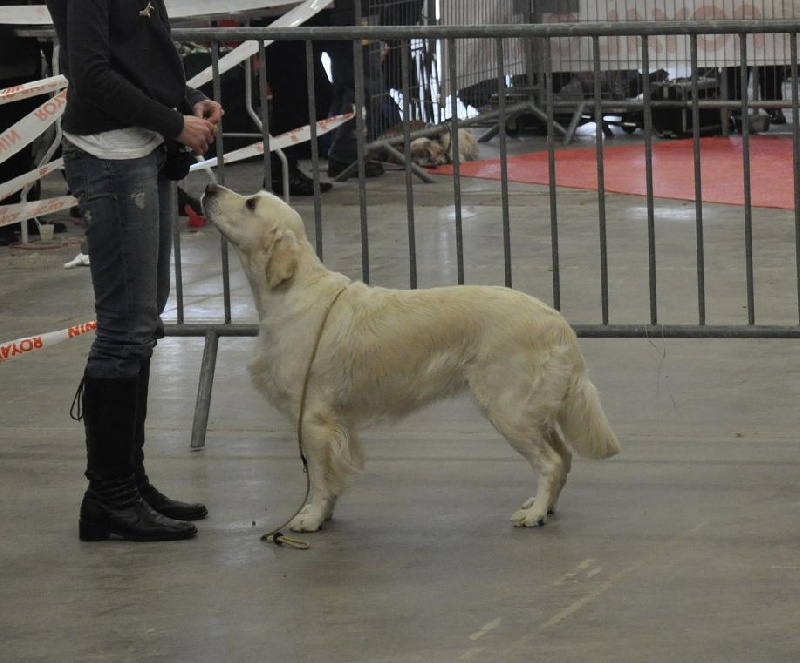 Sweet loving heart Dream of deep angel - Excellent nc