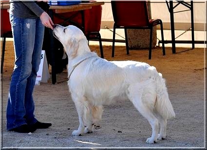 Sweet loving heart Dream of deep angel - 2 ème Excellent