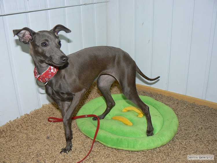 Publication : Altamiruas