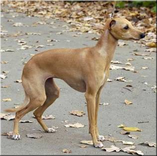 Publication : Altamiruas Auteur : Lidiya A.