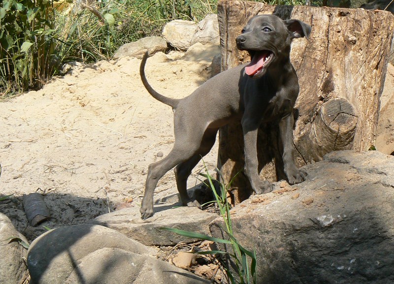 Publication : Altamiruas