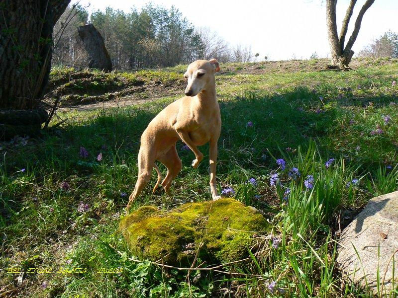 Publication : Altamiruas Auteur : Lidiya A.