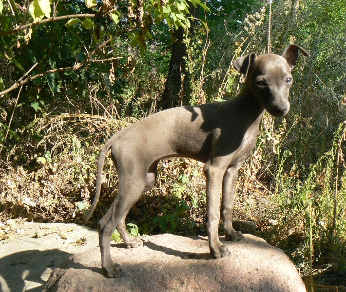 Publication : Altamiruas