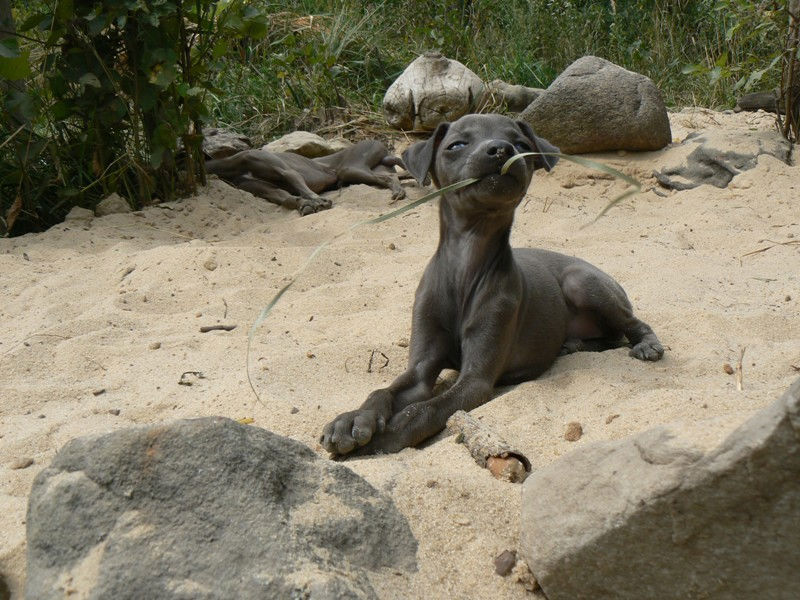 Publication : Altamiruas