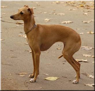 Publication : Altamiruas Auteur : Lidiya A.