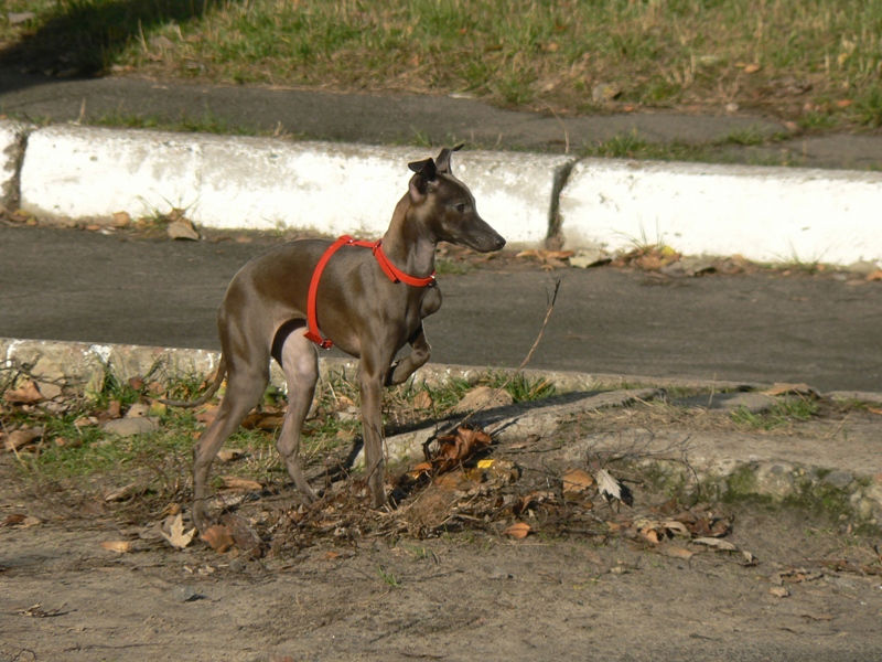 Publication : Altamiruas