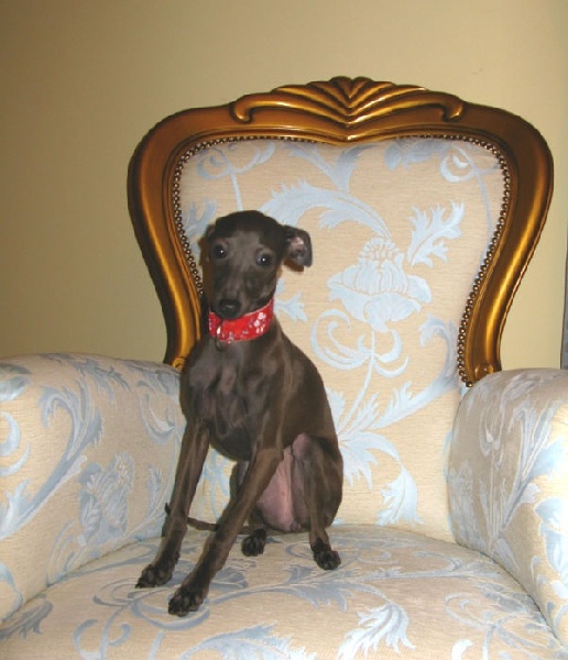 Publication : Altamiruas