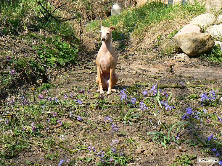 Publication : Altamiruas Auteur : Lidiya A.