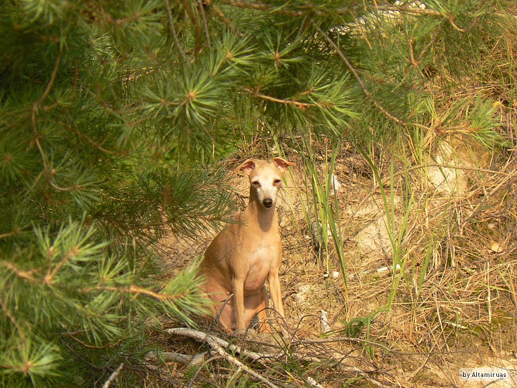 Publication : Altamiruas Auteur : Lidiya A.