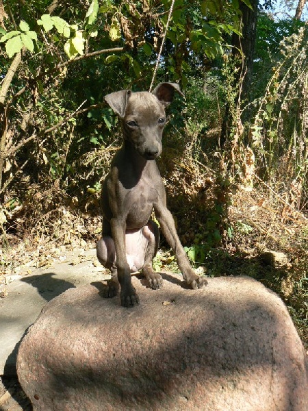 Publication : Altamiruas