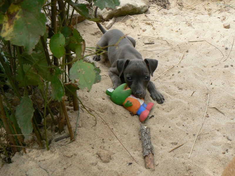 Publication : Altamiruas