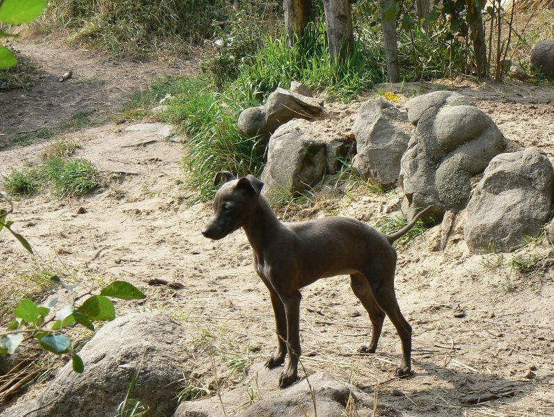 Publication : Altamiruas